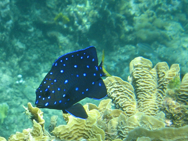 Yellowtail damselfish (juvenile) - MyFishGallery