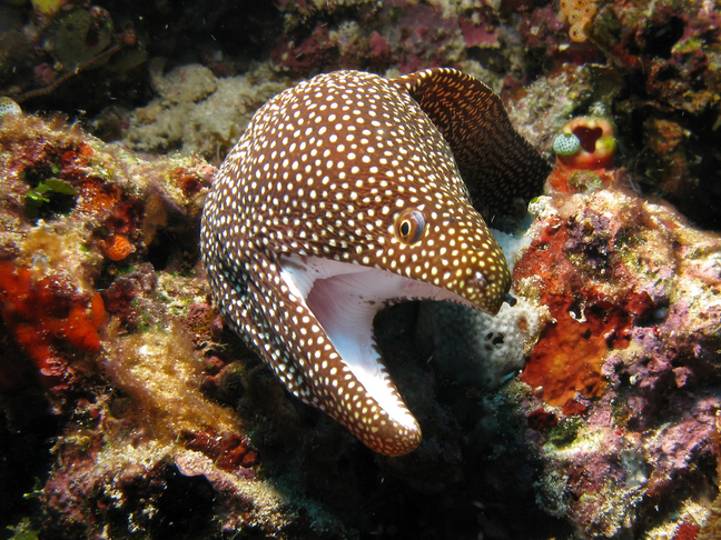 Turkey moray - MyFishGallery