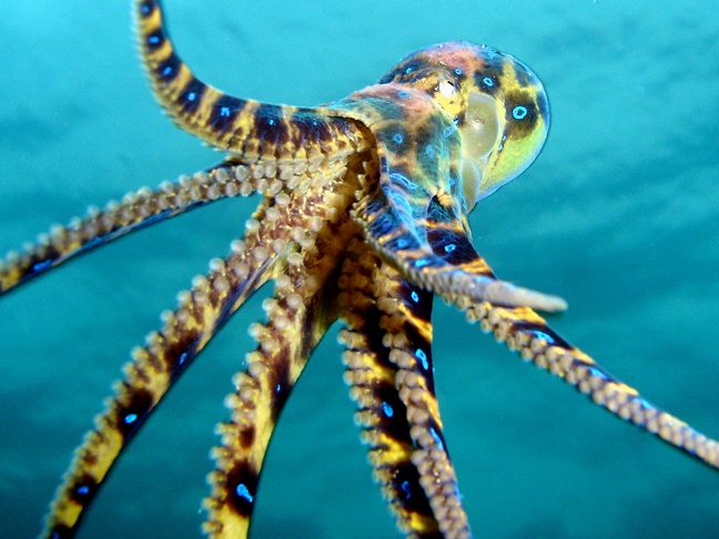 A small blue ringed octopus