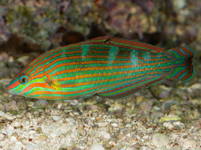 Tail-spot wrasse - MyFishGallery