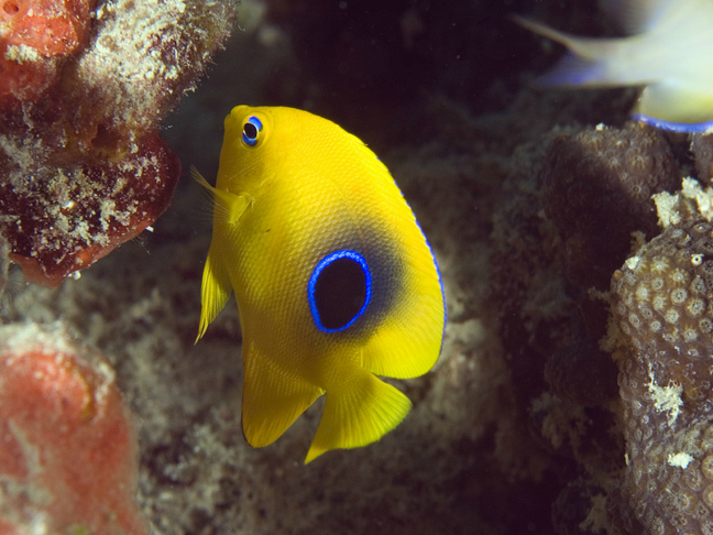 Rock beauty (juvenile) - MyFishGallery