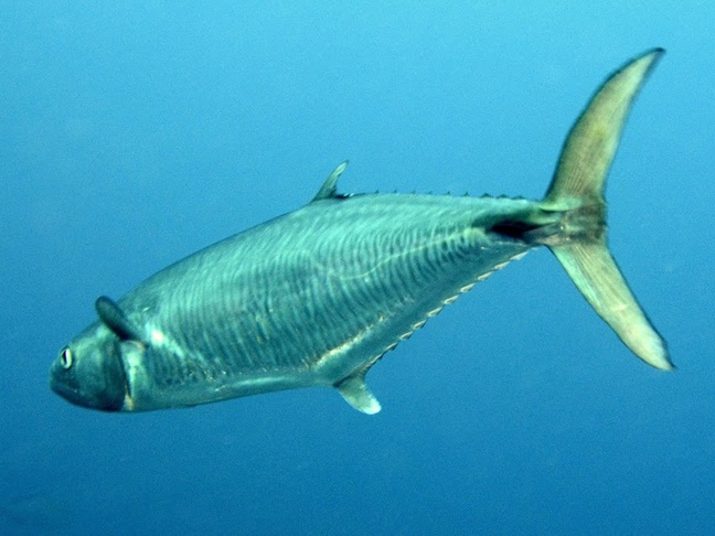 Narrow-barred spanish mackerel - MyFishGallery