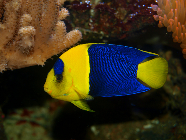 Bicolor angelfish - MyFishGallery