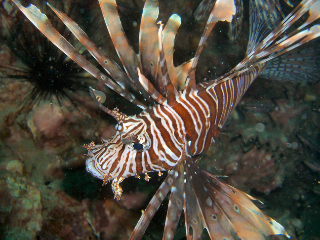 Common lionfish - MyFishGallery