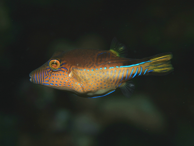 Caribbean sharpnose-puffer - MyFishGallery