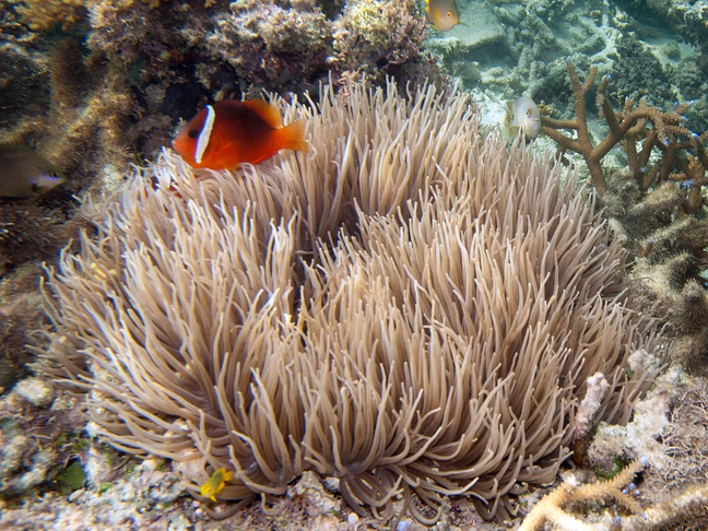 Leathery sea anemone - MyFishGallery