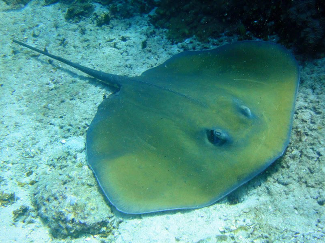 Jenkins whipray - MyFishGallery