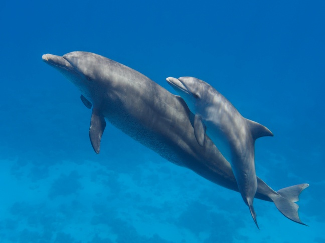 Indian Ocean bottlenose dolphin - MyFishGallery