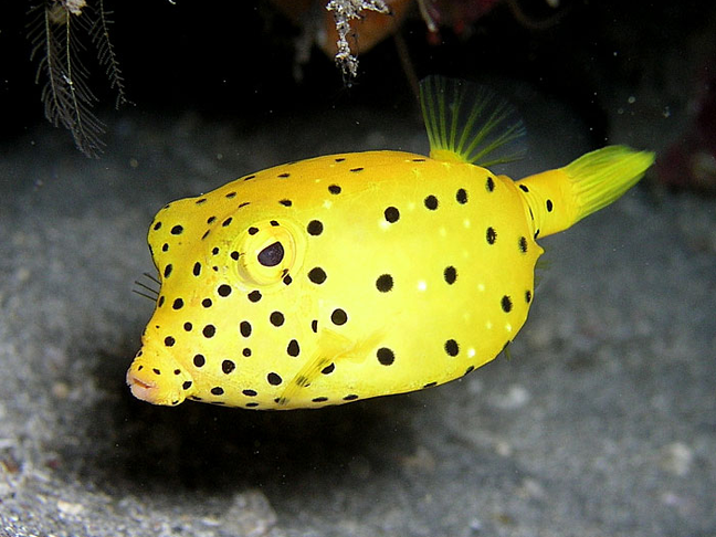 Yellow boxfish (juvenile) - MyFishGallery