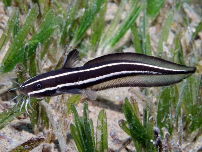 Striped eel catfish - MyFishGallery