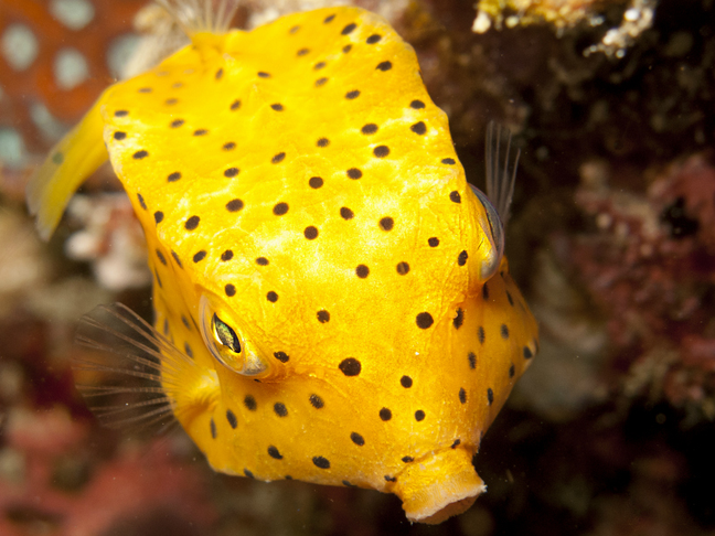 Yellow boxfish (juvenile) - MyFishGallery