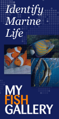 Identify Marine Life